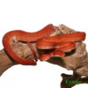 Red Calico Amazon Tree Boa for sale