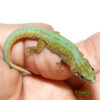 Robert Merten’s Day Gecko for sale