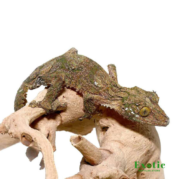 Sikorae Mossy Leaf Tail Gecko for sale