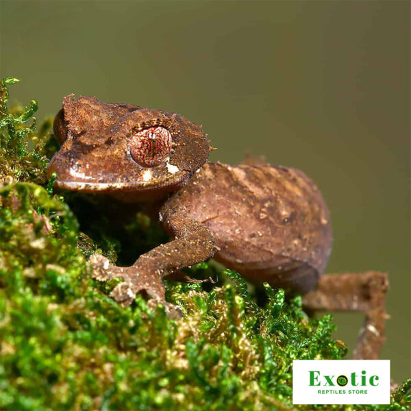 Spearpoint Leaf-Tailed Gecko for sale