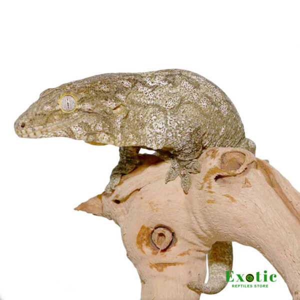 Offshore Leachianus Gecko for sale