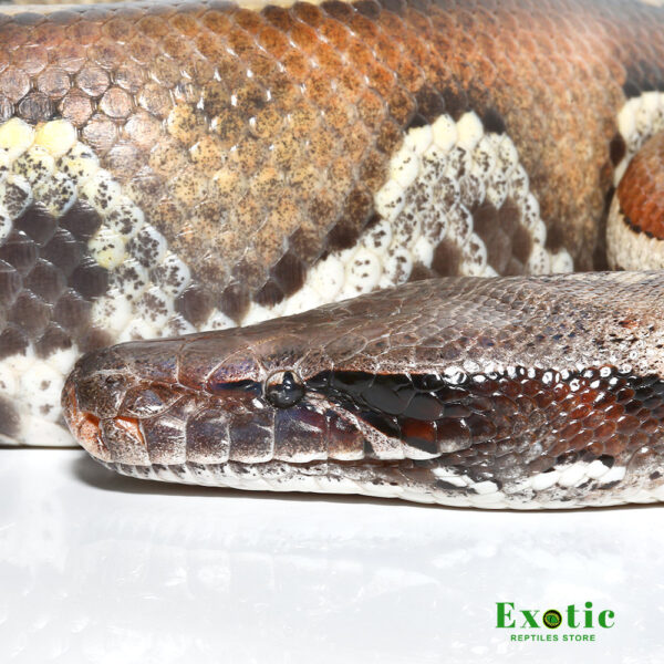 Sumatran Blood Python for sale