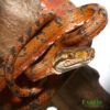 Sunset Phase Amazon Tree Boa for sale