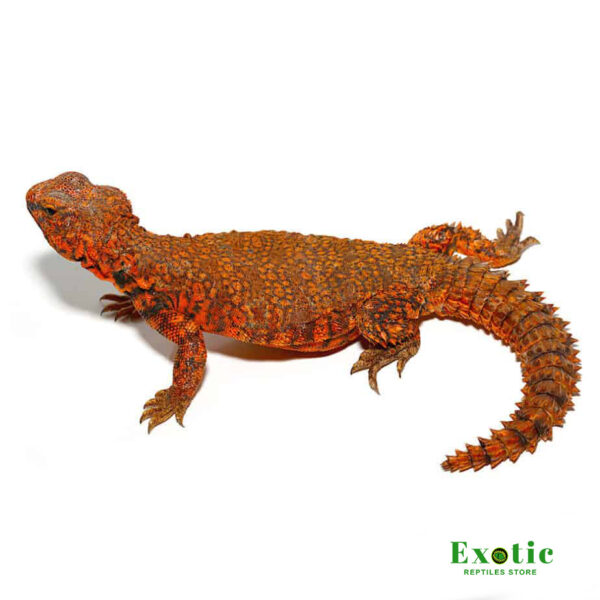 Super Red Uromastyx for sale