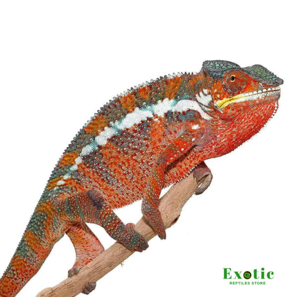 Tamatave Panther Chameleon for sale