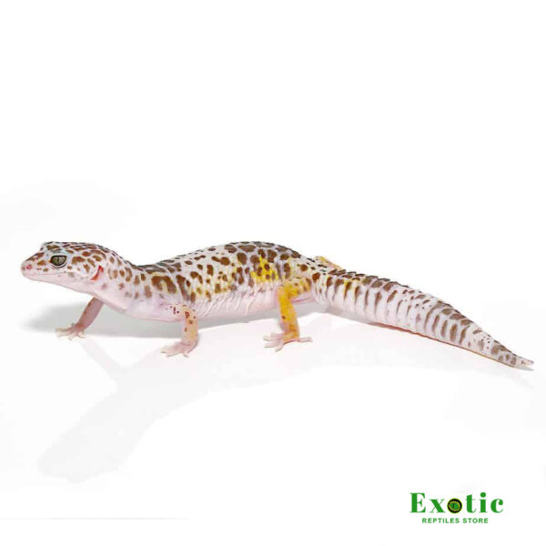 West Indian Leopard Gecko for sale