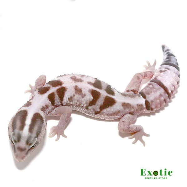 White Out Oreo Fat Tail Gecko for sale
