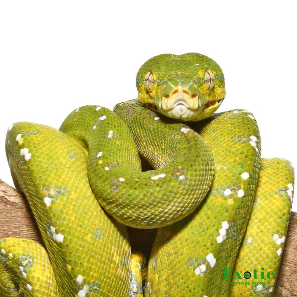 Yearling Aru Green Tree Python for sale
