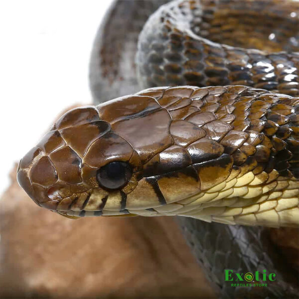 Yellow-bellied Puffing Snake for sale