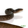 Yellowtail Cribo for sale