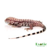 Albino Purple Ice Tegu for sale