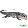 Anery Snowmaker Tegu for sale