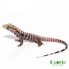 Baby Albino Black Ice Tegu for sale