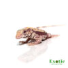 Baby Albino Lemon Ice Tegu for sale
