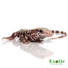 Baby Albino Tiger Ice Tegu for sale