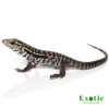Baby Anery Red Tegu for sale