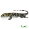 Baby Anery Super Red Tegu for sale