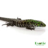 Baby Argentine Black And White Tegu (Jaguar Line) for sale