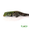 Argentine Black and White Tegu for sale