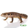 Baby Black Flame Tegu for sale