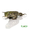 Baby Bruiser Tegu for sale
