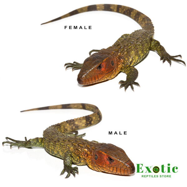 Baby Caiman Lizard Pair for sale