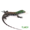 Baby Chacoan White Headed Tegu for sale