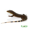 Baby Gold Tegu for sale