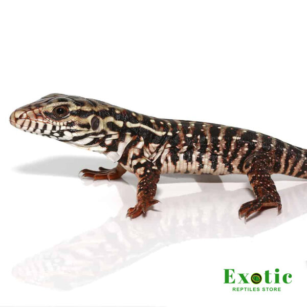 Baby High White Red Tegu for sale