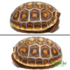 Baby Hypo x Cherryhead Redfoot Tortoise for sale