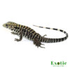 Baby Ice Tegu Het Albino for sale