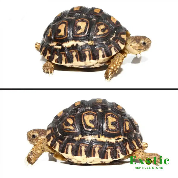 Baby Leopard Tortoise for sale