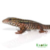 Baby Pink Panther Tegu for sale