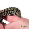Baby Purple Tegu for sale