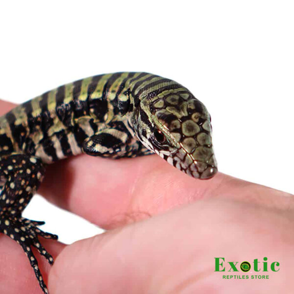 Baby Purple Tegu for sale