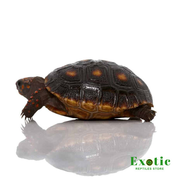 Baby Redfoot Tortoise for sale