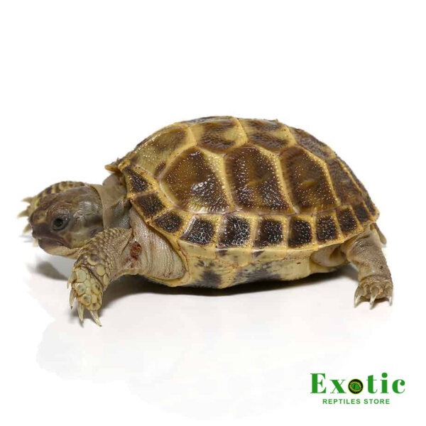 Baby Russian Tortoise for sale