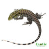 Baby Ultra Purple Tegu for sale