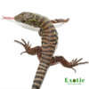 Baby ‘Merica Tegu for sale