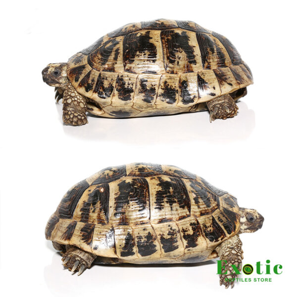 Giant Female Greek Tortoise for sale