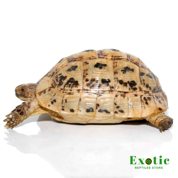 Golden Greek Tortoise for sale
