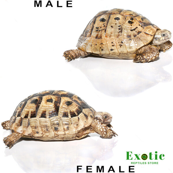 Greek Tortoise Pair for sale