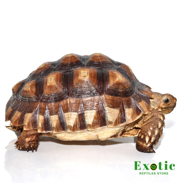 Juvenile Female Sulcata Tortoise for sale