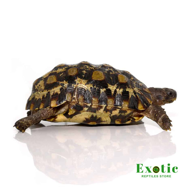 Northern Zombensis Hingeback Tortoise for sale