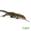 Porphura Tegu for sale