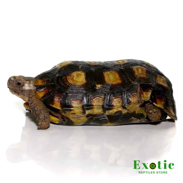 Speke’s Hingeback Tortoise for sale