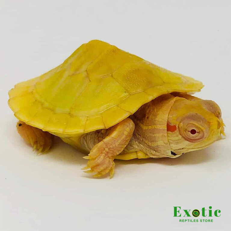 Albino Red Ear Slider Turtle Exotic Reptiles Store