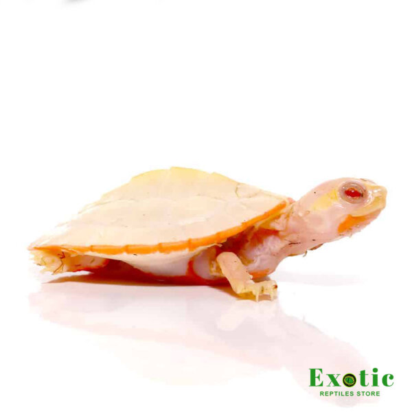 Baby Albino Pinkbelly Sideneck Turtle for sale