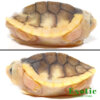 Baby Black Caramel Red Ear Slider Turtle for sale