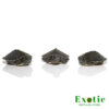 Baby Black Pearl Red Ear Slider Turtle for sale